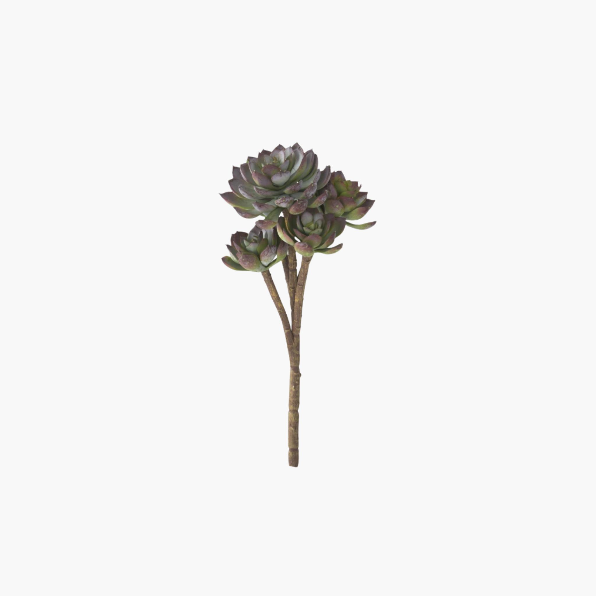 urban stems succulent Purple Tipped Succulent Stem