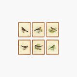 Vintage Bird Wall Art