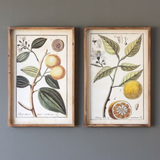 Botanical Citrus Wall Art