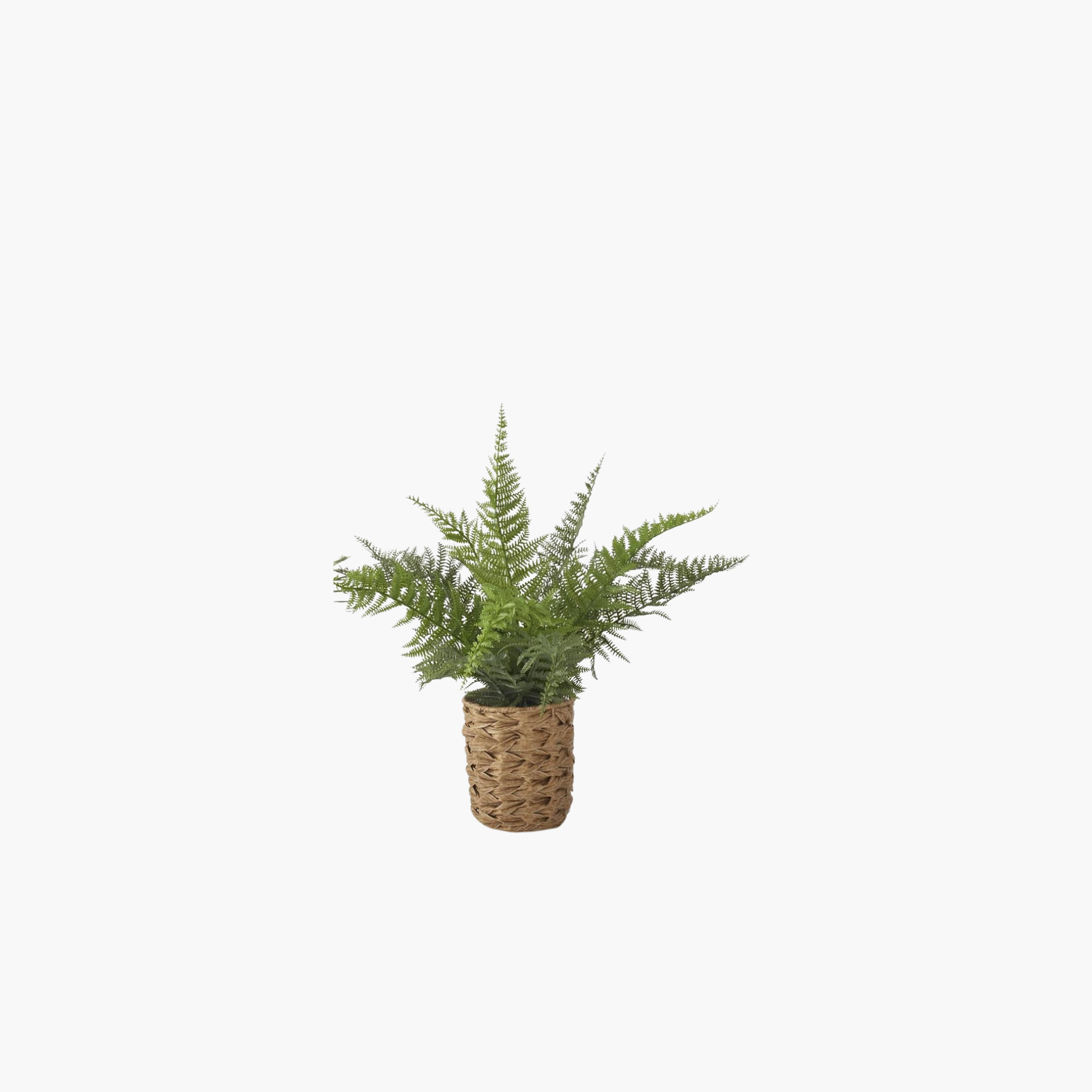 can you plant wild ferns in pots Ferns in Woven Pot