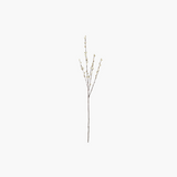 Gray Pussywillow Stem
