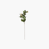 White Peony Stem