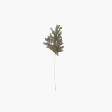 Purple Boxwood Stem