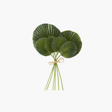 Heart Fan Palm Frond