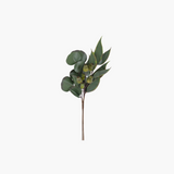 Mixed Eucalyptus Stem