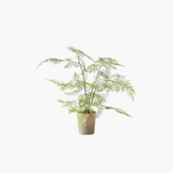 Lace Fern in Pot