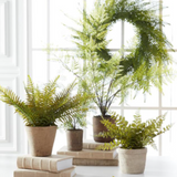 Lace Fern in Pot