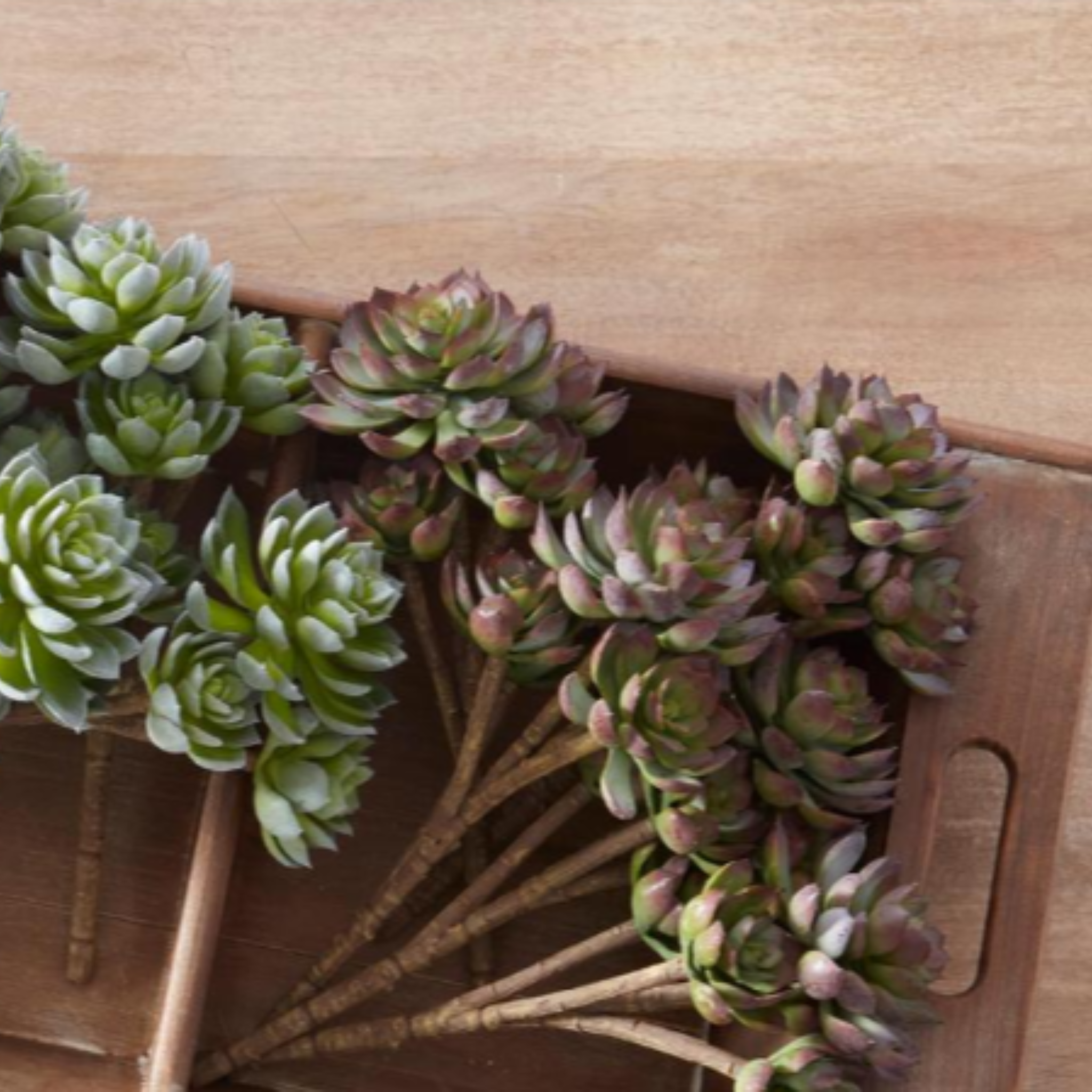 brown stem succulent Purple Tipped Succulent Stem – Wild Iris Home