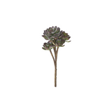 Green Burgundy Succulent
