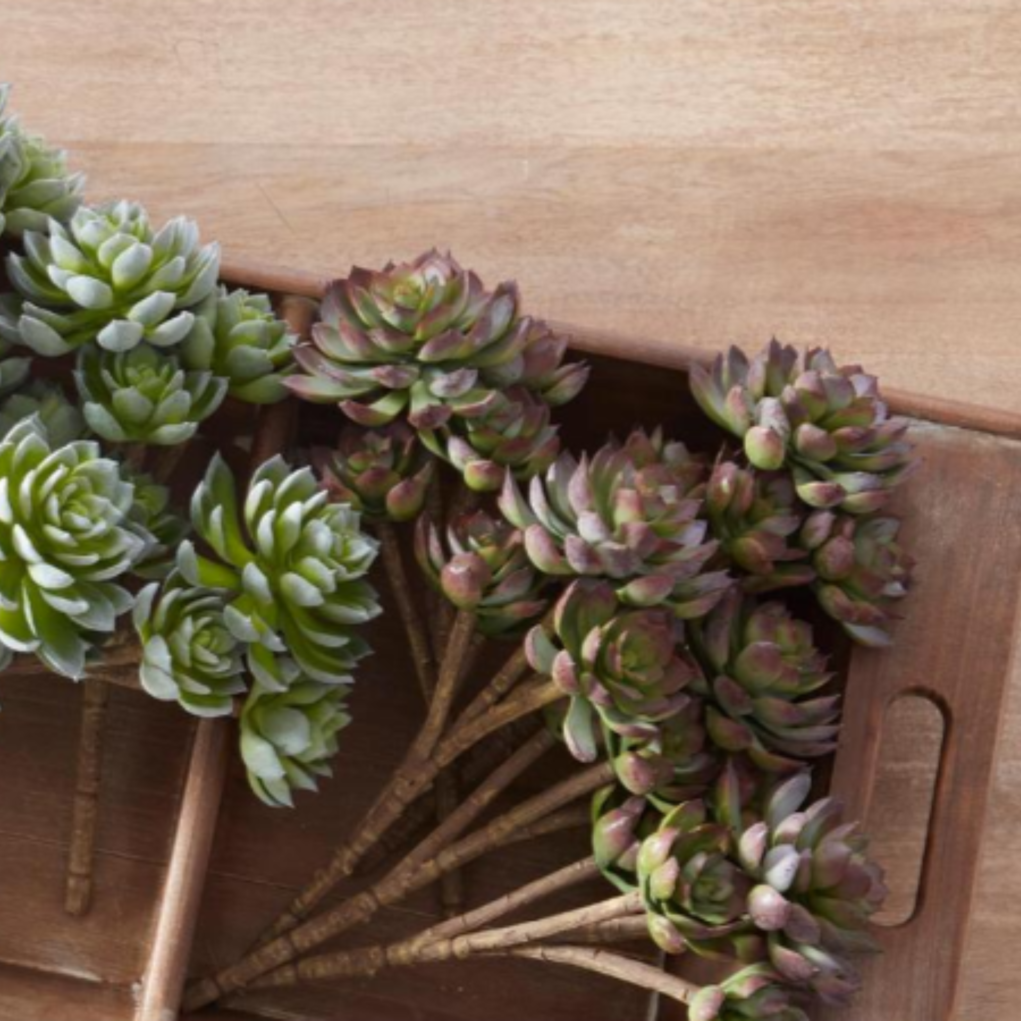 maroon succulent Purple Tipped Succulent Stem