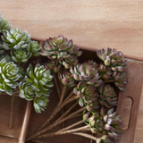 Green Burgundy Succulent