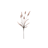 Brown Cone Thistle
