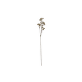 Aralia Stem