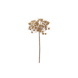 Allium Stem-Tan