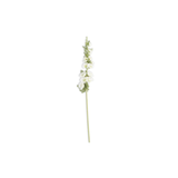 Hollyhock Stem
