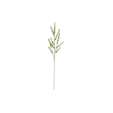 Privet Stem