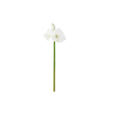 Amaryllis Stem