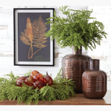 Norfolk Pine Stem