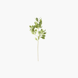 Pittosporum Stem