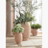Pittosporum Stem