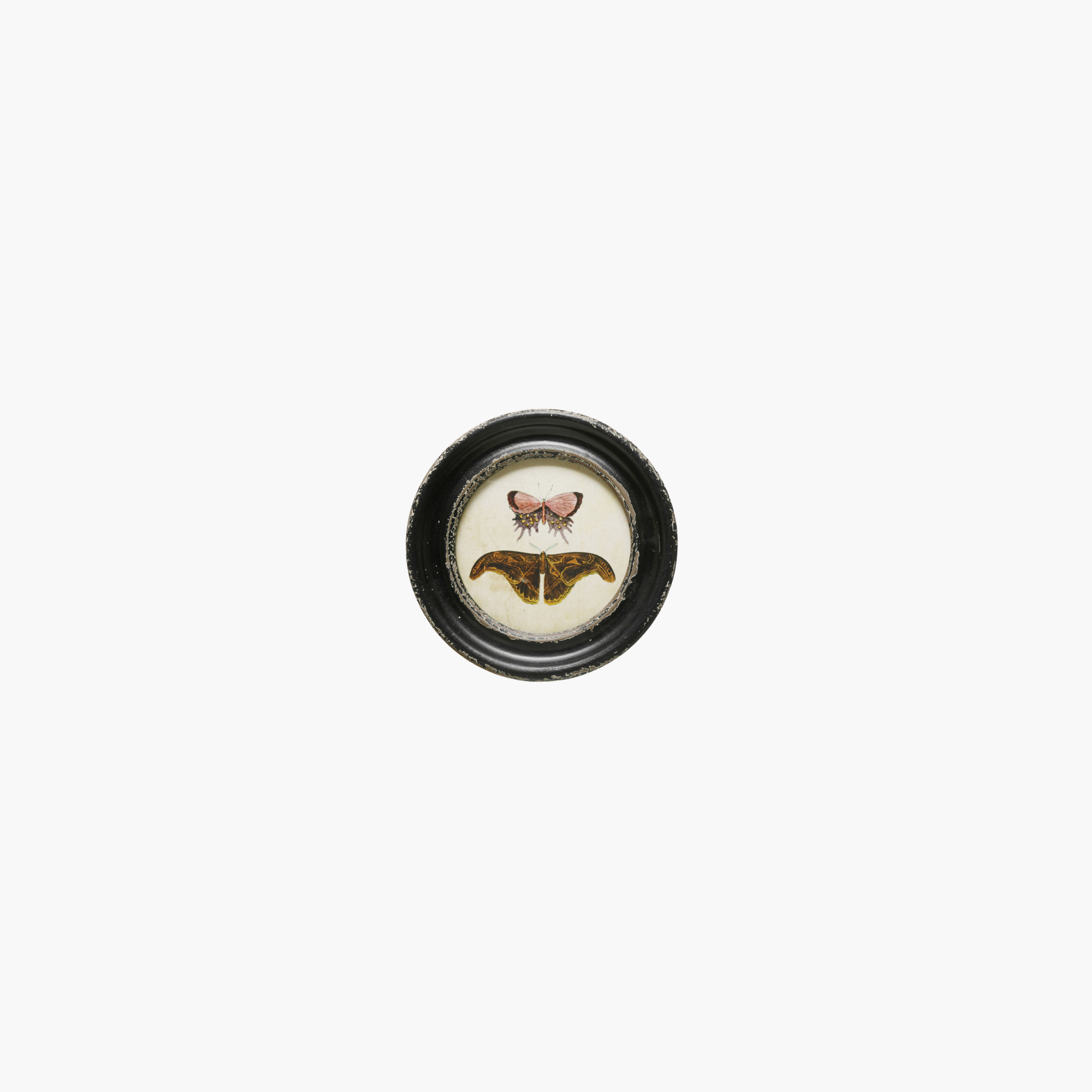 Round Framed Moths/Butterflies