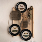 Round Framed Moths/Butterflies
