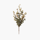 Cream Pod Bush