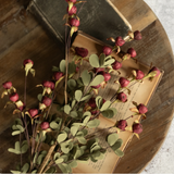 Burgundy Pod Bush