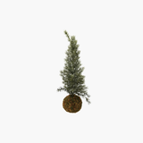 Frosted Fir Tree