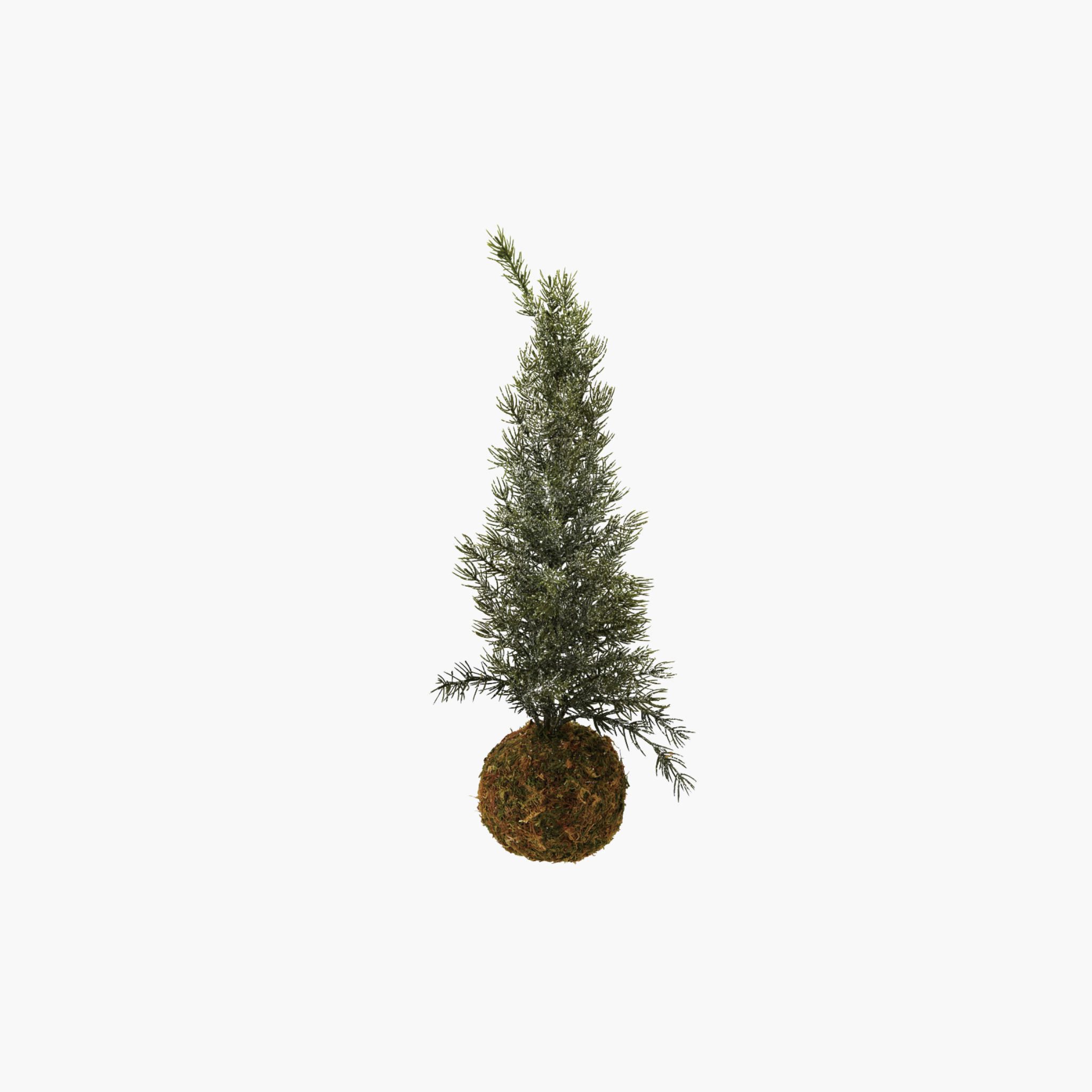 Frosted Fir Tree