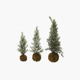 Frosted Fir Tree