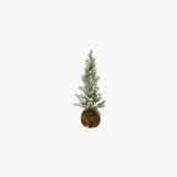 Frosted Fir Tree
