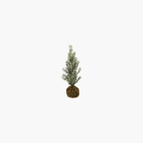 Frosted Fir Tree