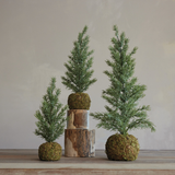 Frosted Fir Tree