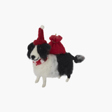 B+W Dog with Red Beanie