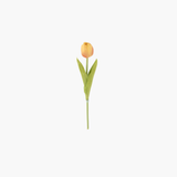 Peach Tulip Single