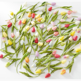 Fuscia+Cream Tulip Single