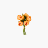Coral Peony Bundle