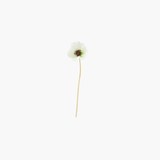 White Poppy Stem