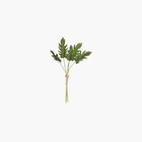 Philodendron Bundle (5)