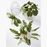 Philodendron Bundle (5)