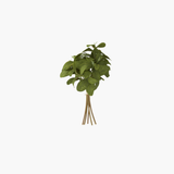 Basil Bundle