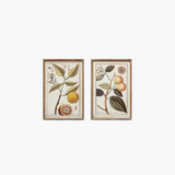 Botanical Citrus Wall Art
