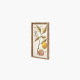 Botanical Citrus Wall Art