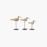 Whitewashed Segulls