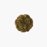 Sedum Ball - Dark Green