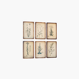 Botanical Collection Wall Art