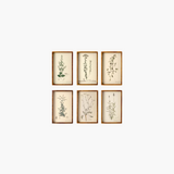 Botanical Collection Wall Art