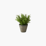 Faux Asparagus Fern
