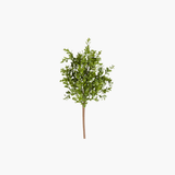 Boxwood Stem